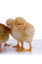 Similar image 1165391