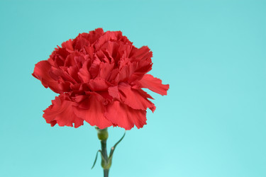 Similar image 1165483