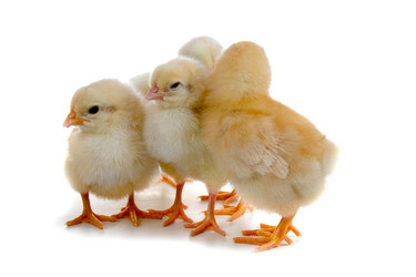 Similar image 1165525