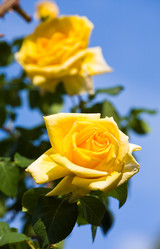 Similar image 1165580