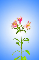 Similar image 1166604