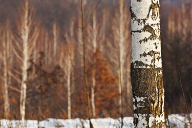 Similar image 1167345