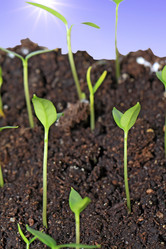 Similar image 1167404