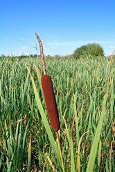 Similar image 1167585