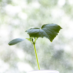 Similar image 1168331