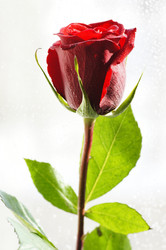 Similar image 1168340