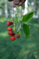 Similar image 1168719