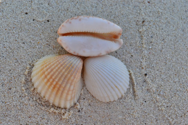 Similar image 1168732