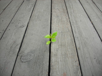 Similar image 1168747