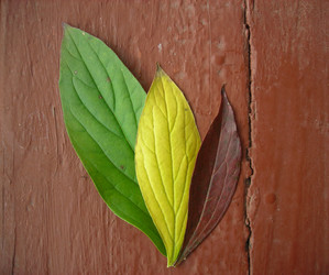 Similar image 1168748