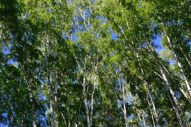 Similar image 1168776