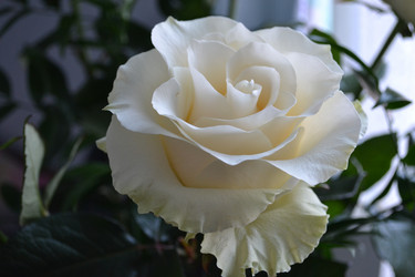 Similar image 1168779