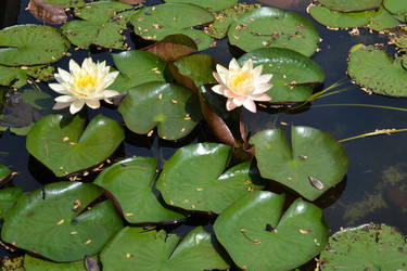 Similar image 1168781