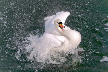 Similar image 1168814