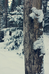 Similar image 1168912