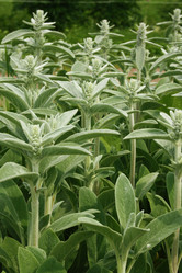 Similar image 1169067