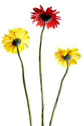 Similar image 1170487