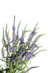 Similar image 1171793