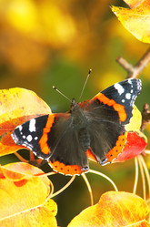 Similar image 1178110