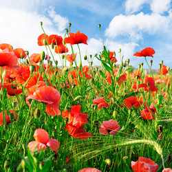 Similar image 1178186