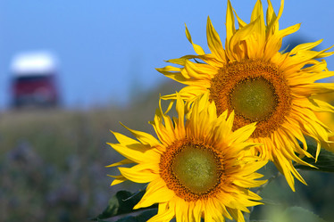 Similar image 1178385