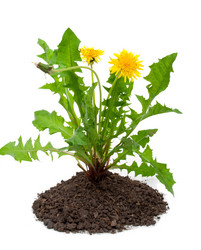 Similar image 1178732