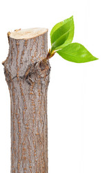 Similar image 1178763