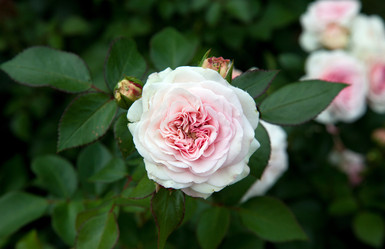 Similar image 1180301