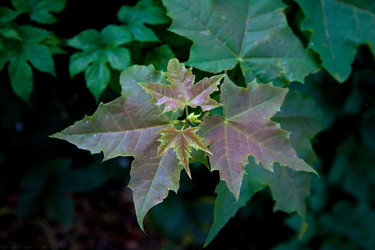 Similar image 1180337