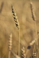 Similar image 1184131