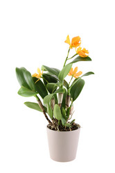 Similar image 1184174