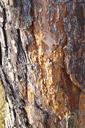 Similar image 1185350