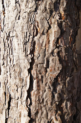 Similar image 1185382