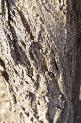 Similar image 1185384