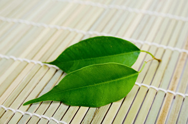 Similar image 1185698