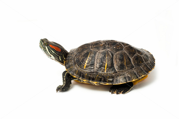 Фотография на тему Красноухая черепаха на белом фоне | PressFoto