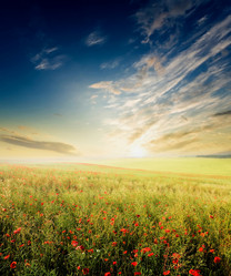 Similar image 1185829