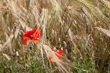 Similar image 1185889