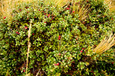 Similar image 1185936