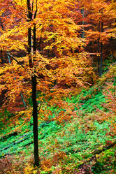 Similar image 1185986