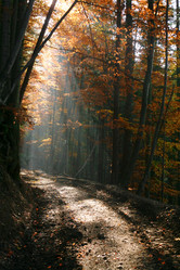 Similar image 1185988