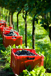 Similar image 1186078