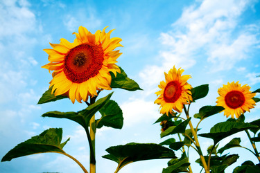 Similar image 1186164