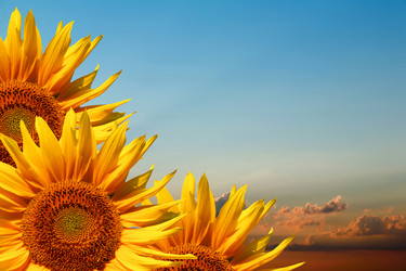 Similar image 1186421