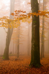 Similar image 1186499