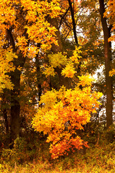 Similar image 1186503