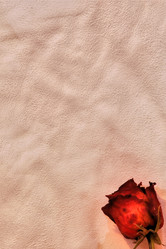 Similar image 1186567