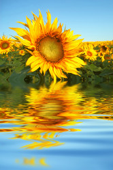 Similar image 1186621