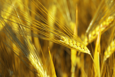 Similar image 1186706