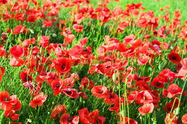 Similar image 1186755